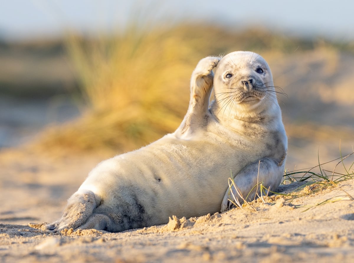 12-photos-d-animaux-tr-s-dr-les-et-amusantes-s-lectionn-es-au-concours